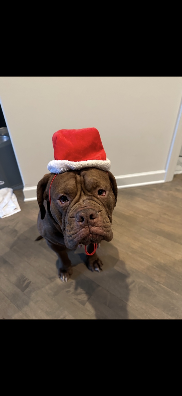 Hooch wearing a Santa hat